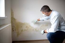 Trusted North New Hyde Park, NY Mold Removal Experts